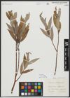 Foto von Salix alba L.